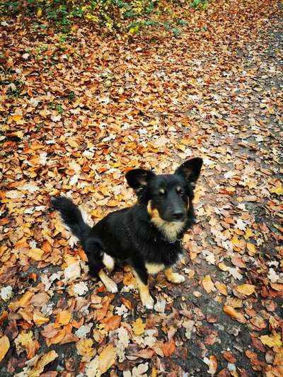 Mudi - Gibt es hier noch weitere ungarische Paprikas?-Beitrag-Bild
