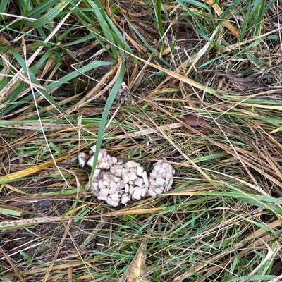 Giftköder-Unbekannte Substanz-Bild