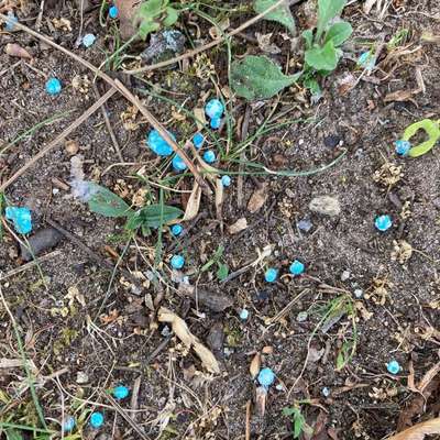 Giftköder-Blaukorn oder Rattengift-Bild