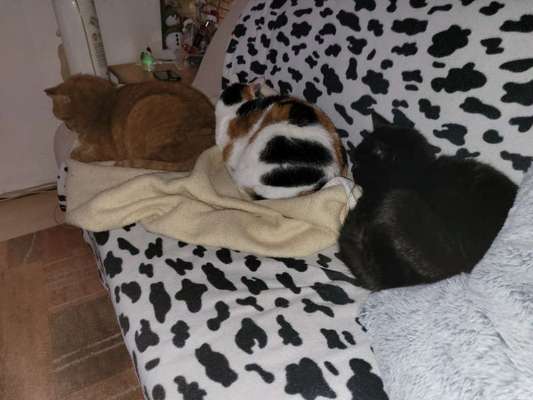 Zeichnungen eurer Hunde-Beitrag-Bild