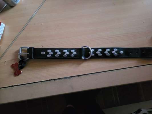 Optimales Halsband finden-Beitrag-Bild