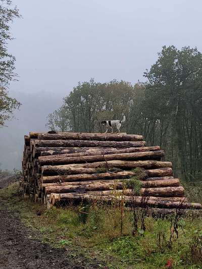 Die Dogorama Kalender Challenge Titelbild-Beitrag-Bild