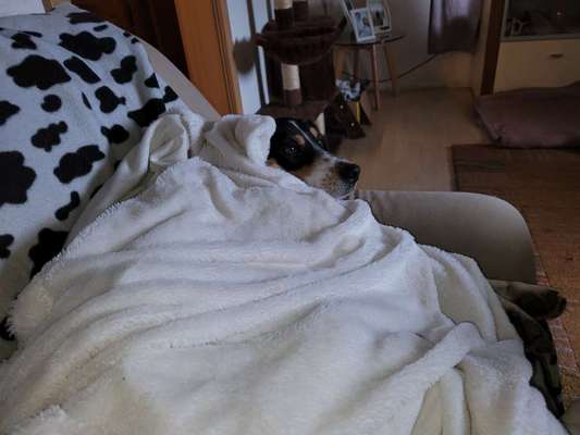 Zeichnungen eurer Hunde-Beitrag-Bild