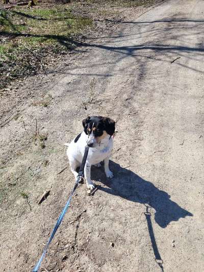 Auslandstierschutz-Beitrag-Bild