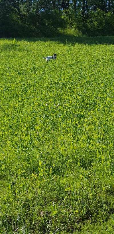 Die Dogorama Monats Challenge "Es grünt und blüht"-Beitrag-Bild