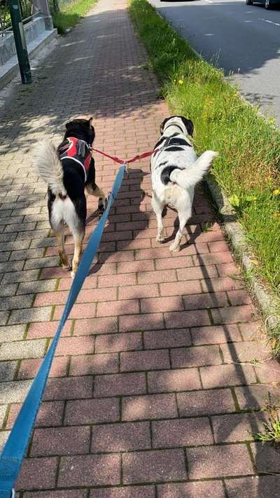 Die Dogorama Wochen Challenge "Friends will be Friends"-Beitrag-Bild