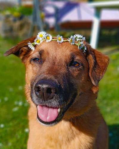 Dein Hund im Dogorama-Kalender 2021-Beitrag-Bild