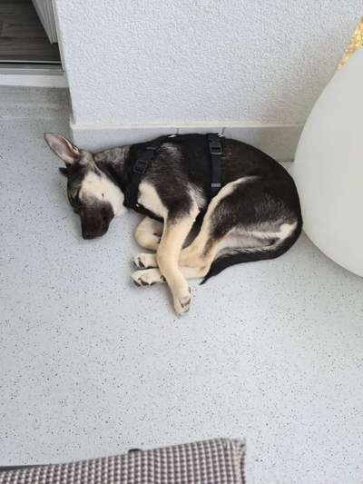 Welpen Bilder !-Beitrag-Bild