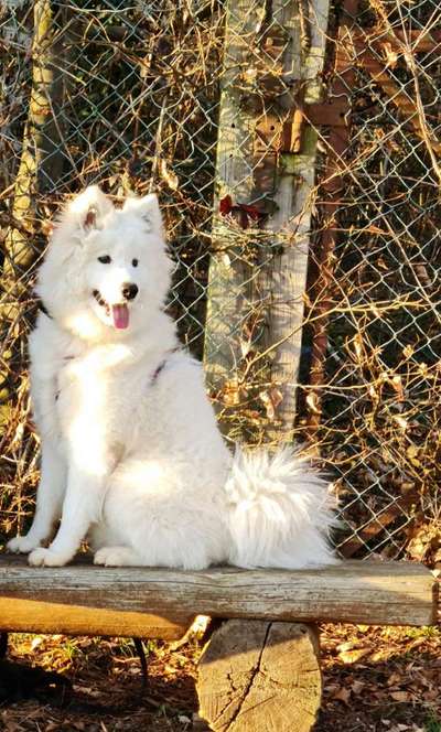 Fotochallenge Nr 96.: Bunt, Bunter, Hund 💐🌹🍁-Beitrag-Bild