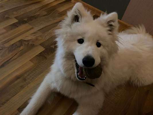 Samojede Besitzer-Beitrag-Bild