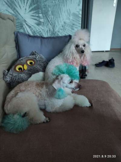 Alles rund um den Pudel-Beitrag-Bild