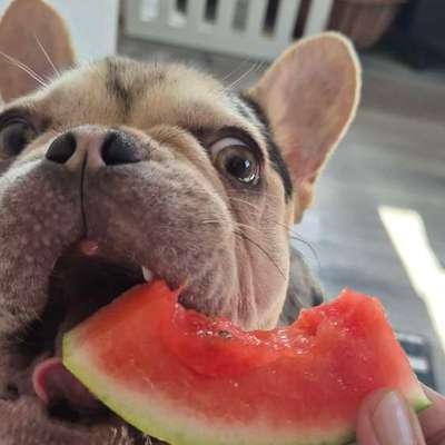 Hundetreffen-Junghunde kleine Rassen-Bild
