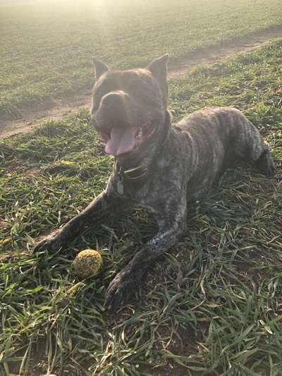 Stafford mix-Beitrag-Bild