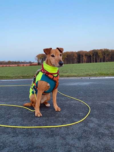 Hundetreffen-Socialwalks-Bild