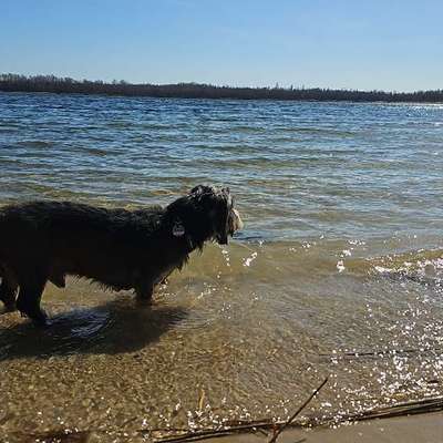 Hundetreffen-Treffen zum Spielen am Harthsee-Bild