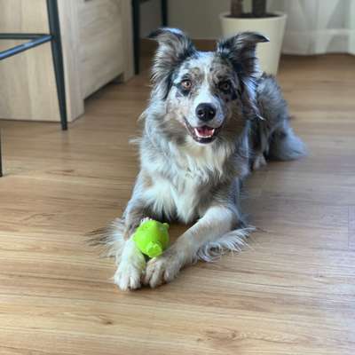 Hundetreffen-Dogfrisbee, Canicross, Mantrailing usw.-Profilbild