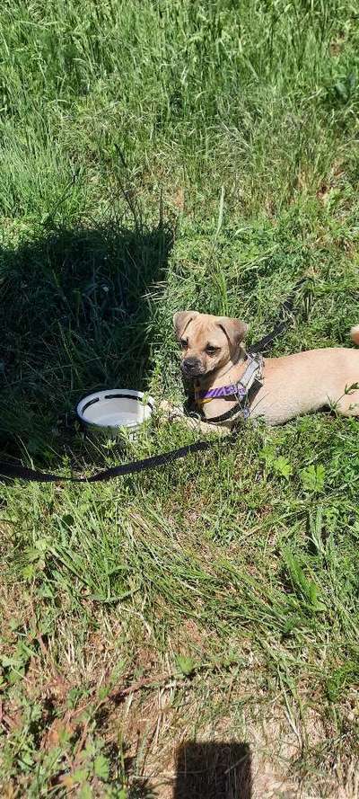 Hundetreffen-Welpentreffen/Gassirunde Cracau-Bild