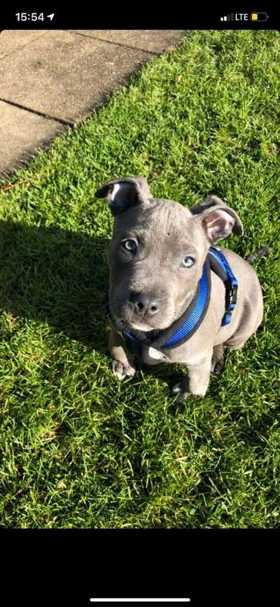 Welpen Bilder !-Beitrag-Bild