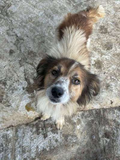 Tierschutzhunde suchen ein Zuhause-Beitrag-Bild