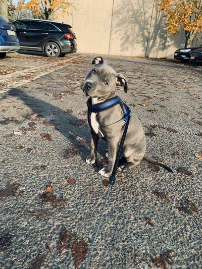 Welpen Bilder !-Beitrag-Bild