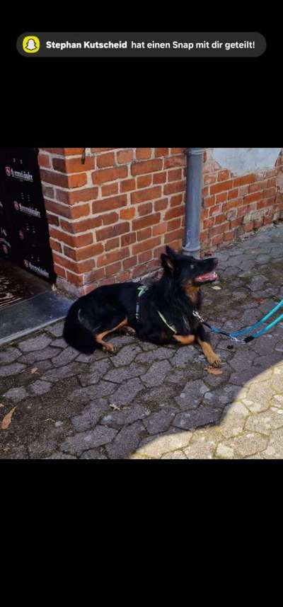 Tierschutzhunde suchen ein Zuhause-Beitrag-Bild