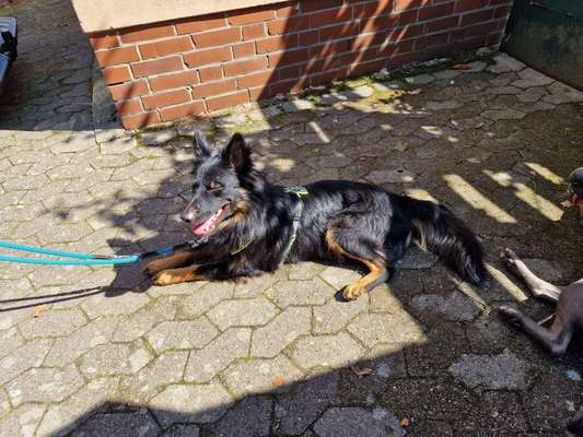 Tierschutzhunde suchen ein Zuhause-Beitrag-Bild
