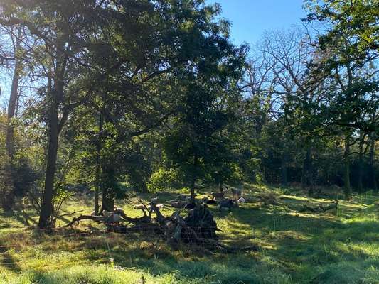 Hundeauslaufgebiet-Dölauer Heide-Bild