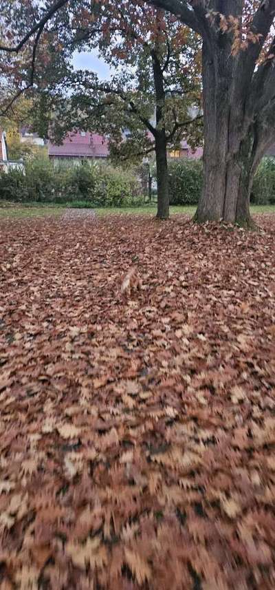 Englisch Cocker Spaniel-Beitrag-Bild