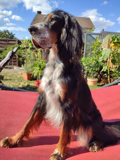 Setter Freunde ?-Beitrag-Bild