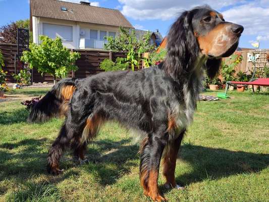 Gordon Setter-Beitrag-Bild