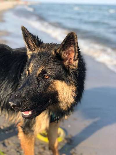 Hundetreffen-Soziale Spaziergänge-Bild