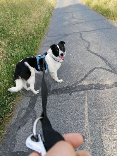 Hundetreffen-Spielrunde 🥎-Bild