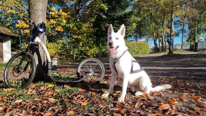 Hundetreffen-Dogscooting, Gassirunde oder gemeinsames Üben-Bild