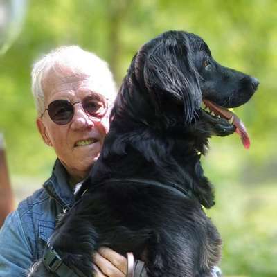 Hundetreffen-Gassi-Gehen und Spielen Crimmitschauer Wald und Wiese oberhalb Der"Blindenanstalt"-Bild