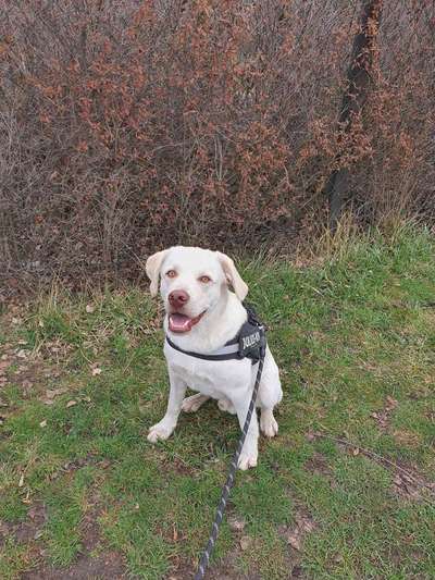 Hundetreffen-Einfach nur mal bummeln-Bild