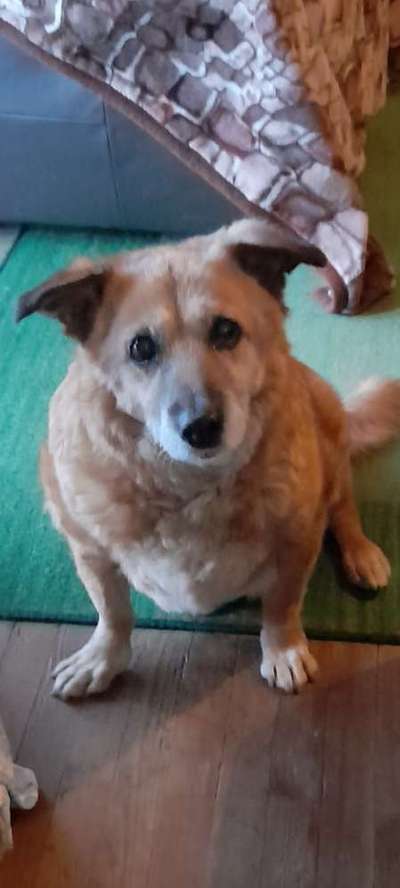 Unsere Fellnasen im Regenbogenland-Beitrag-Bild