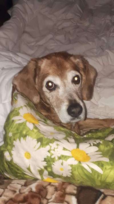 Unsere Fellnasen im Regenbogenland-Beitrag-Bild