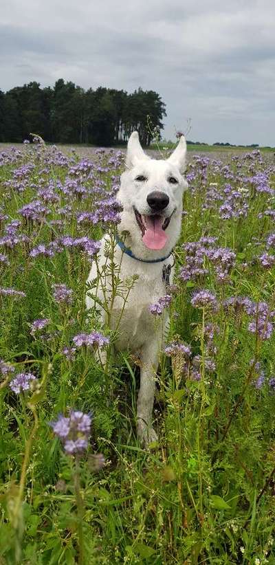 Weißer Schweizer Schäferhund-Beitrag-Bild