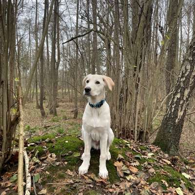 Hundetreffen-Junghundetreffen in Neustadt am Rübenberge oder Umgebung-Bild