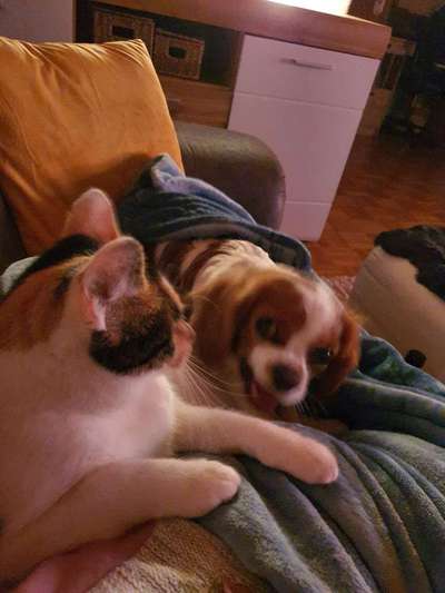 Gibt es hier auch Cavalier King Charles Spaniel Besitzer?-Beitrag-Bild