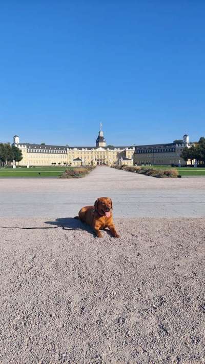 Hundetreffen-Soji möchte sich gerne mal austoben, mit gleichgesinnten-Bild