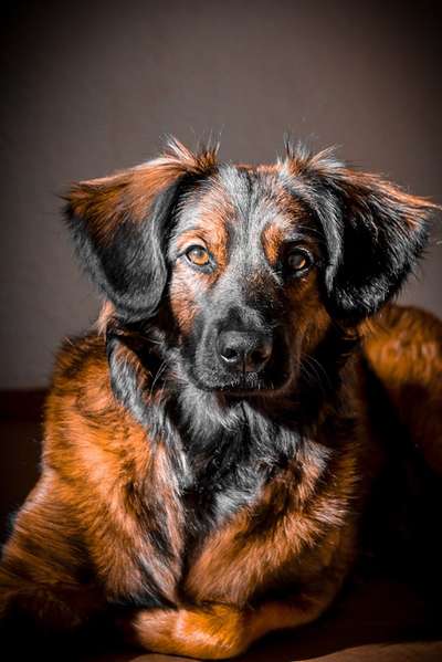 Mischlingshunde Foto Aufruf-Beitrag-Bild