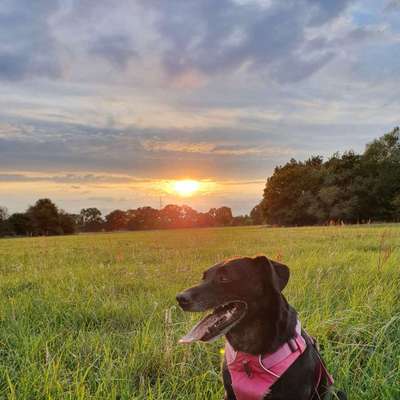 Hundetreffen-Spaziergang in Celle und Umgebubg-Bild