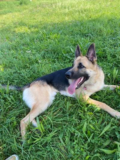 Alles rund um den Schäferhund, diskutieren erwünscht.-Beitrag-Bild