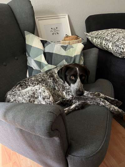 TierschutzhundeStammtisch🐕-Beitrag-Bild