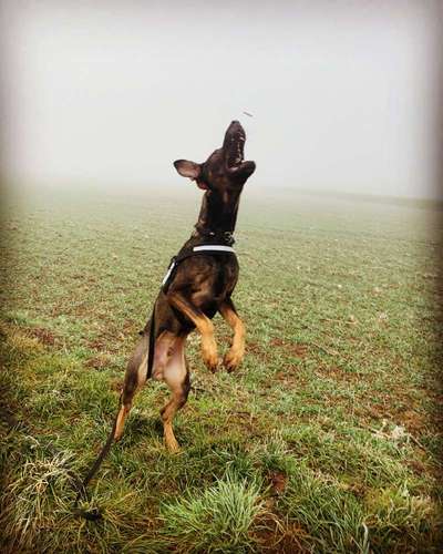 Perfektes Halsband für einen Dobermann?-Beitrag-Bild