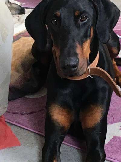 Perfektes Halsband für einen Dobermann?-Beitrag-Bild
