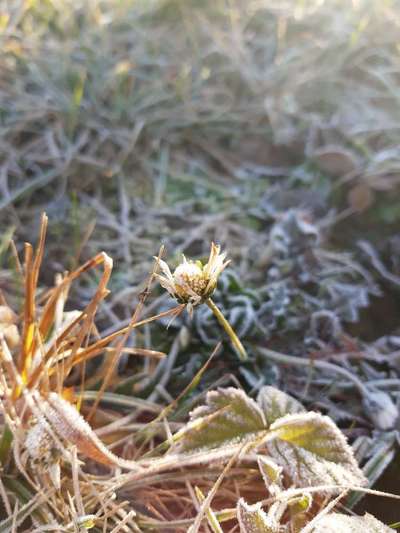 Die wunderschöne Welt mit Hund.-Beitrag-Bild
