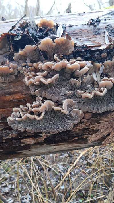 Die wunderschöne Welt mit Hund.-Beitrag-Bild