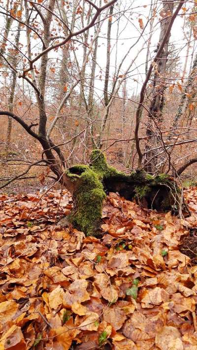 Die wunderschöne Welt mit Hund.-Beitrag-Bild